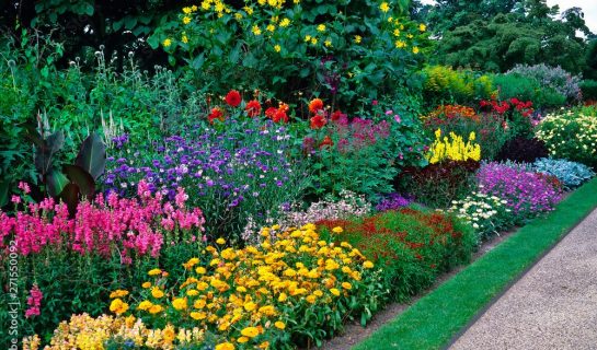 A wide border of flowers and shrubs, the flowers are yellow, dark pink, red and white and are well contrasted against the green shrubs and edge of lawn..