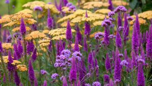 Close up of yellow flowers mixed with lilac and purple flowers, the background is green